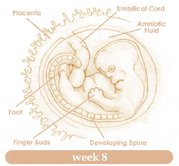 mang thai 8 tuan - Những điều cần biết khi mang thai 8 tuần