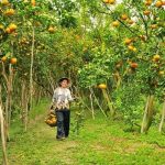 khu vuon quyt hong lai vung 2 150x150 - Top 5 vườn trái cây Cần Thơ nổi tiếng nhất hiện nay