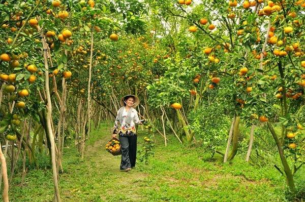 khu vuon quyt hong lai vung 2 - Tham quan khu vườn quýt hồng Lai Vung tuyệt đẹp