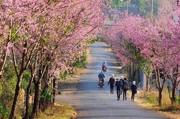 thoi diem ly tuong du lich da lat - Chia sẻ cẩm nang du lịch Đà Lạt một mình an toàn dành cho các bạn trẻ